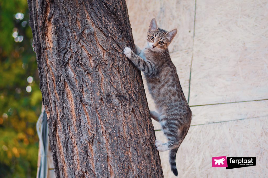 WHY DO CATS CLIMB?