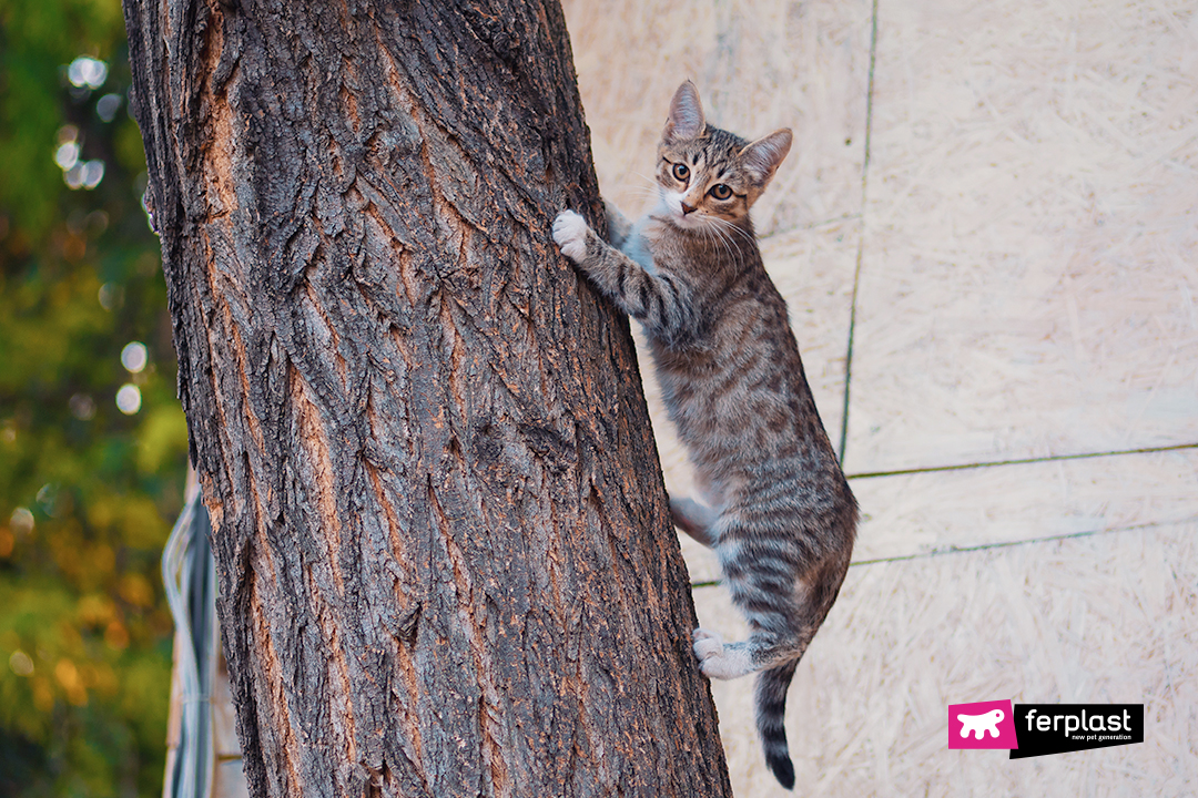 gatto tigrato si arrampica su albero
