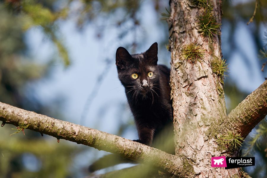 gatto-nero-si-arrampica-su-albero