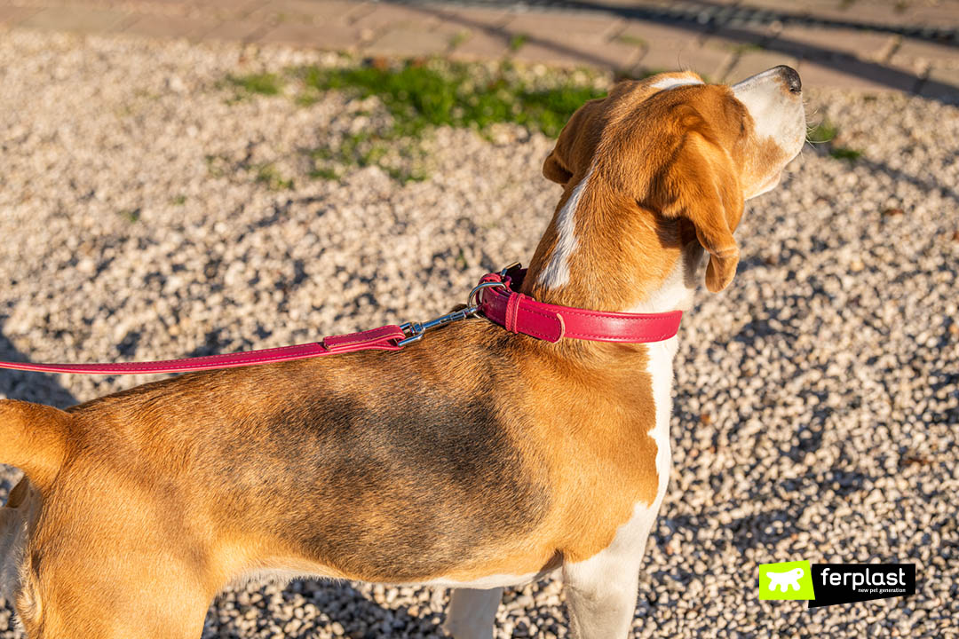 passeggiata con cane guinzaglio pelle vogue Ferplast