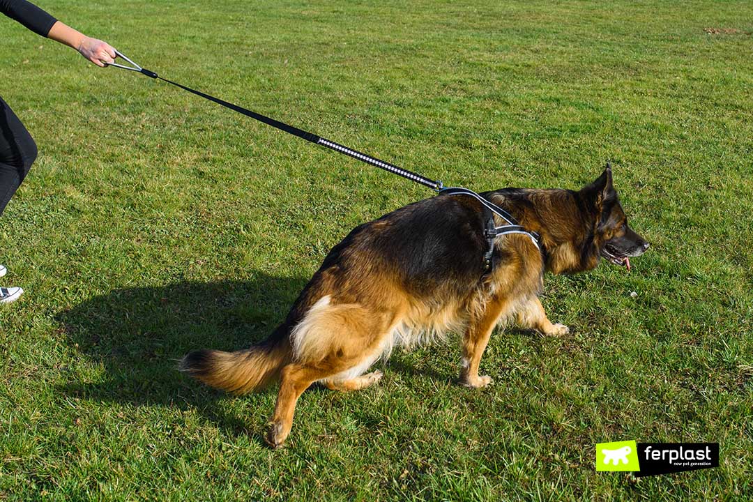 Ergocomfort elastic Ferplast guinzaglio passeggiate cane