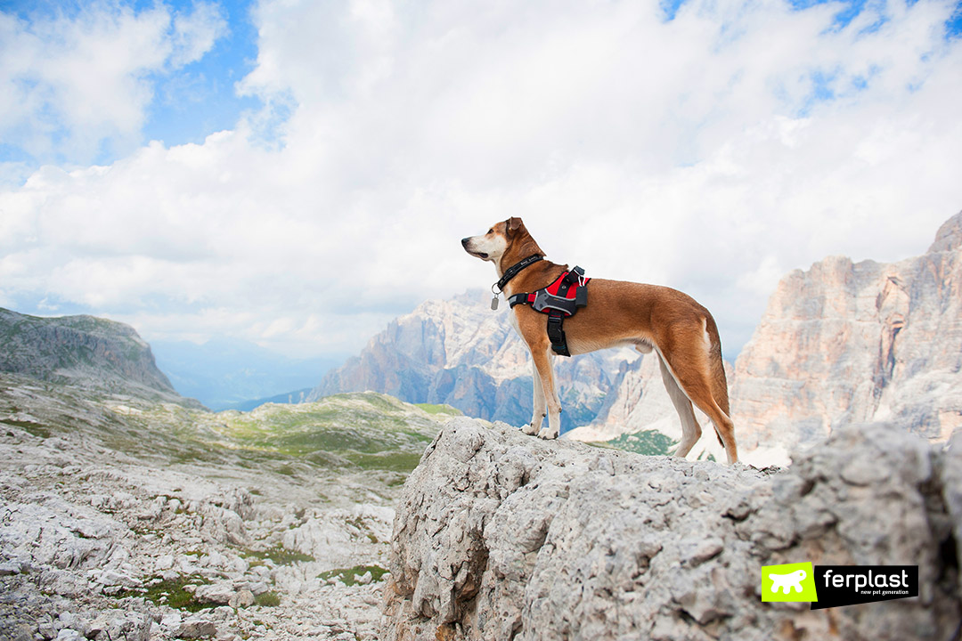 Ferplast Hercules cane in montagna