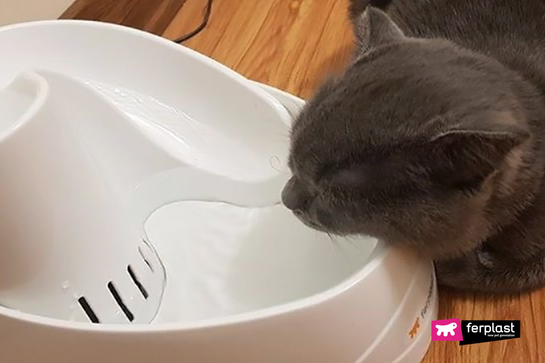 Ferplast gatto acqua dispenser Vega Sanitized