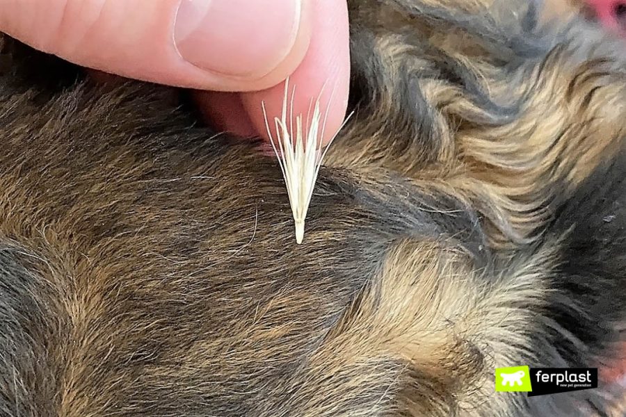 THE DANGERS OF FOXTAILS IN DOGS