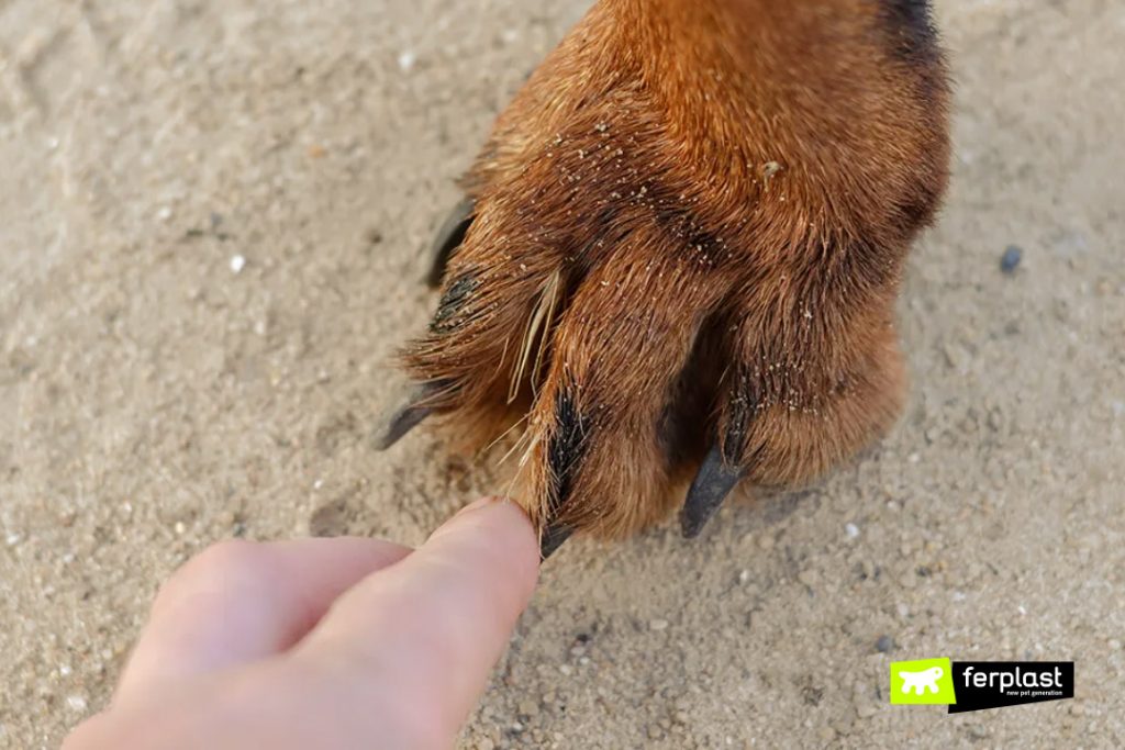 THE DANGERS OF FOXTAILS IN DOGS