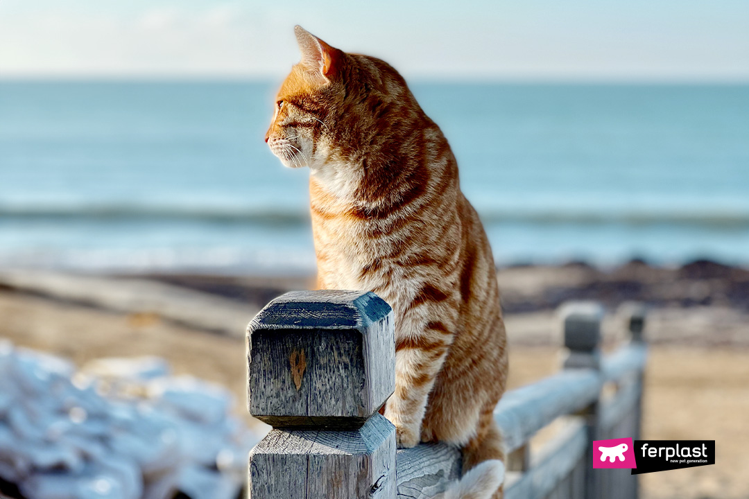 Ferplast gatto tigrato in spiaggia