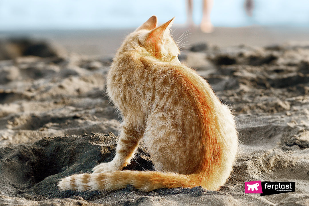 Ferplast gatto in spiaggia