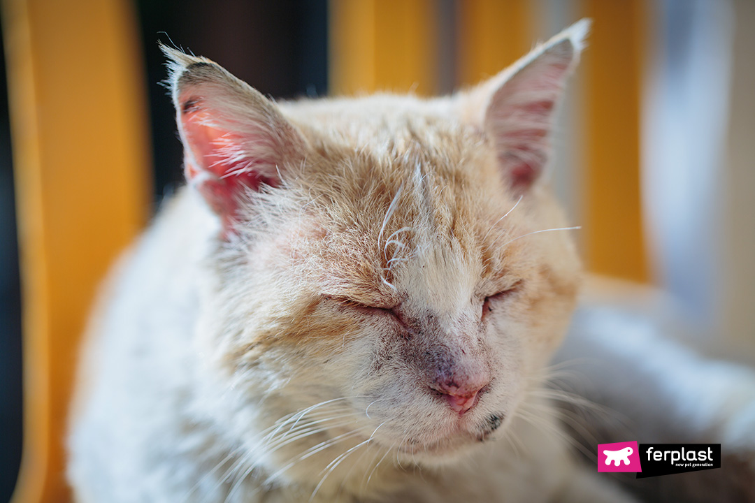 Ferplast malattie estive gatto bianco