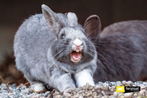 Curare il Manto del Coniglio in Autunno: le Migliori Spazzole