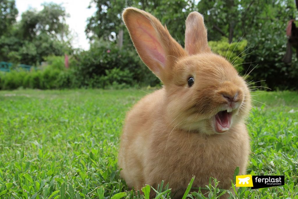 UNDERSTANDING RABBIT NOISES A GUIDE TO RABBIT COMMUNICATION