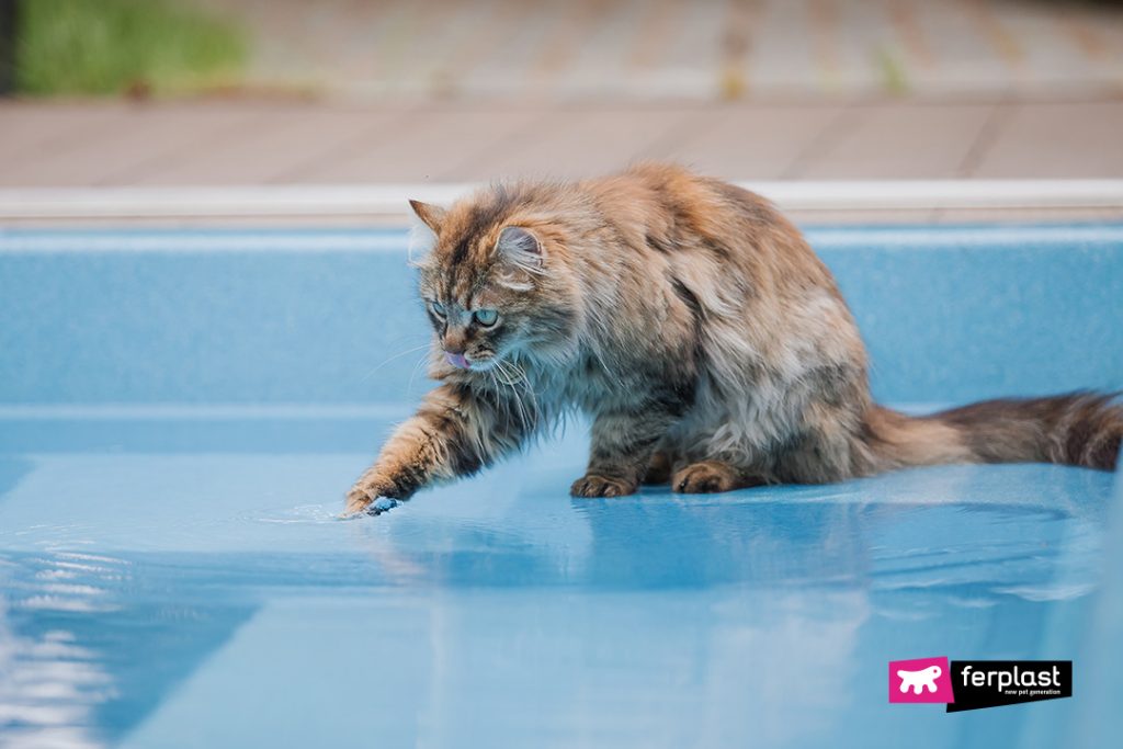 TIPS FOR COOLING DOWN YOUR CAT IN SUMMER