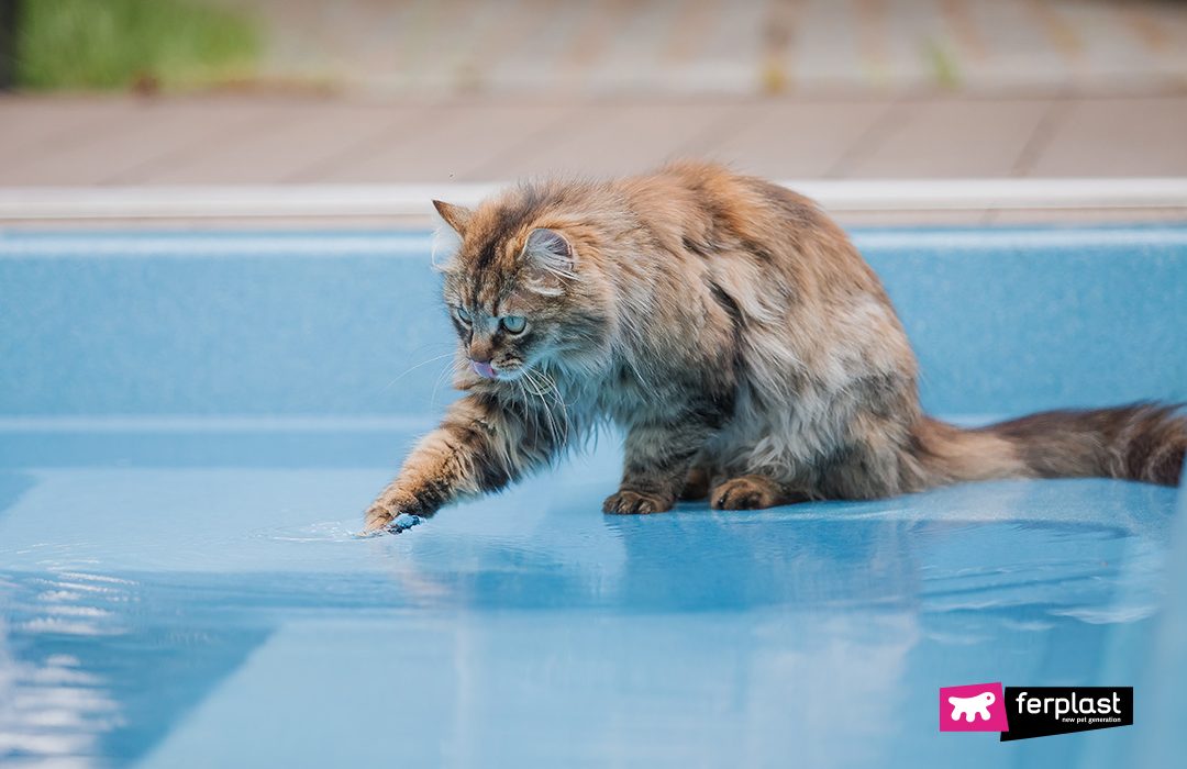 Ferplast gatto caldo acqua
