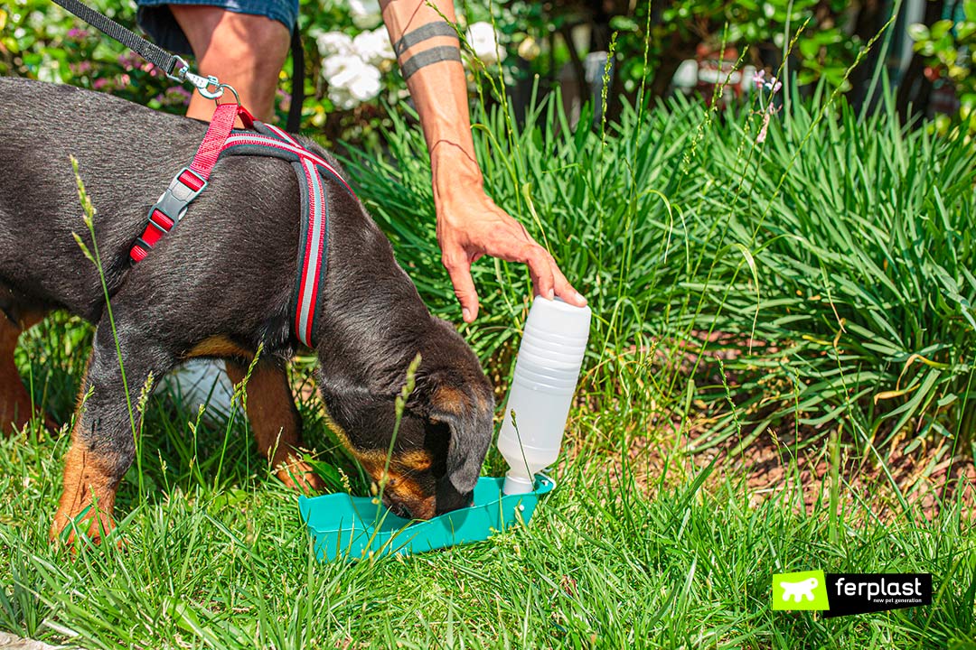 Ferplast borraccia per cani esterno