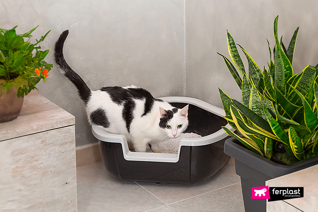 Next gen best sale cat litter box