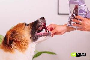 A cosa servono i masticativi per cani? - Petme