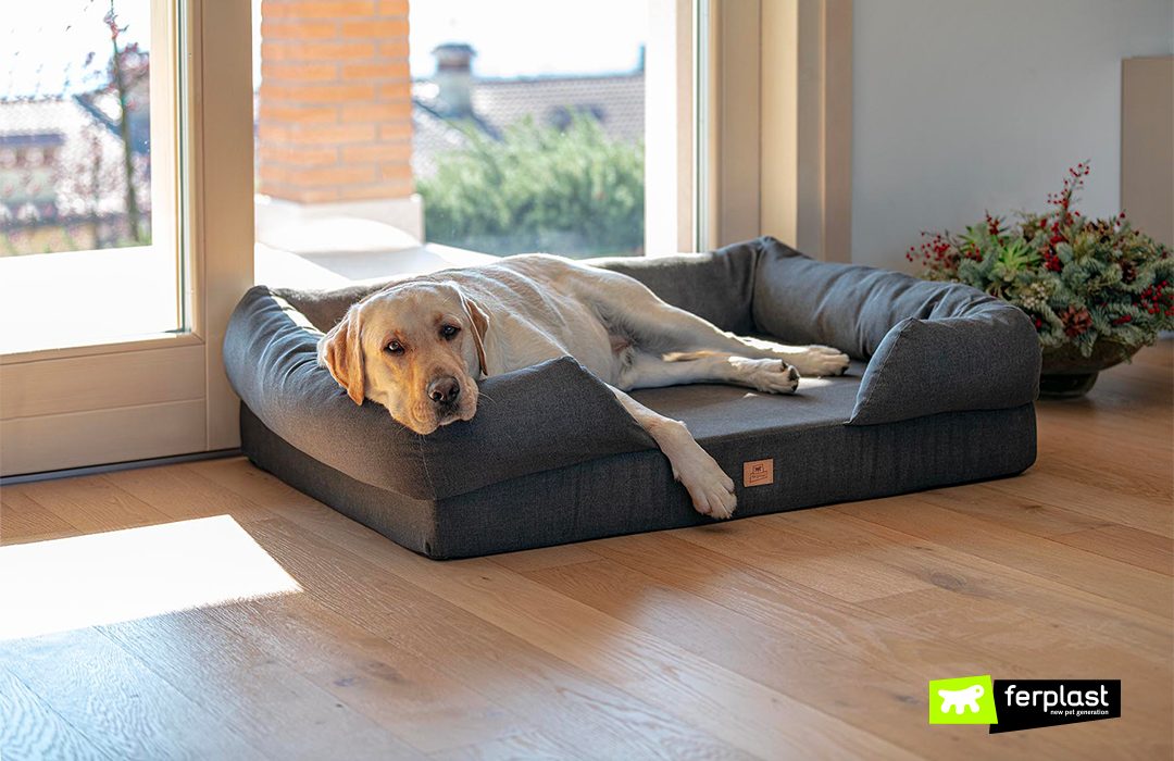 WHY OPT FOR AN ORTHOPEDIC DOG BED