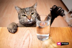 WHY DO CATS KNOCK THINGS OFF TABLES?