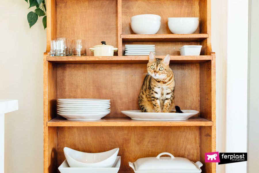 WHY DO CATS KNOCK THINGS OFF TABLES?