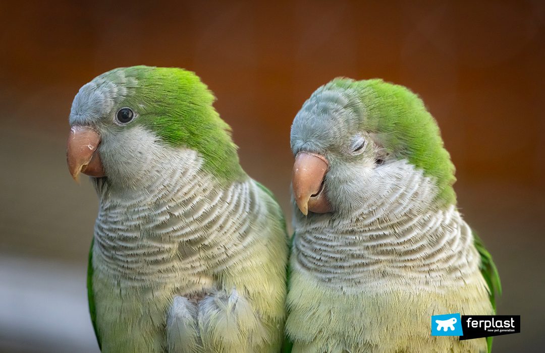 Ferplast salute pappagallo malattie