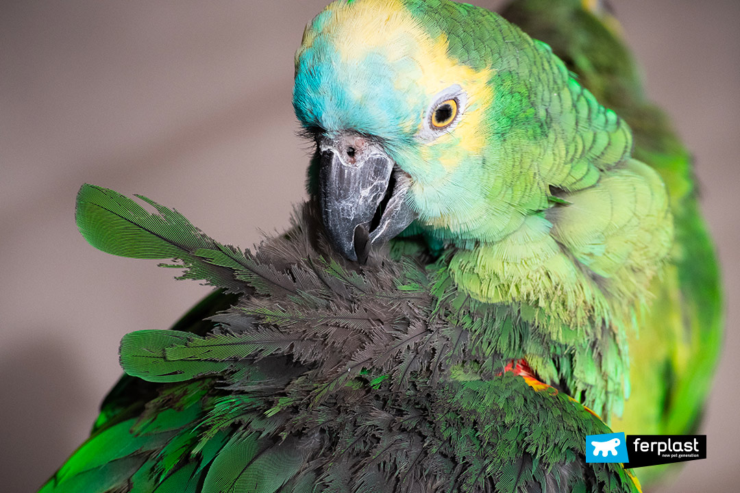 Ferplast salute pappagallo malattia
